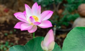 Trong im lặng mọi thứ được nói ra một cách trọn vẹn nhất