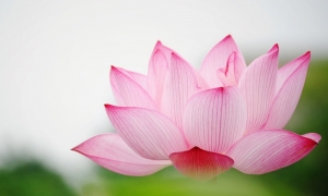 Người đệ tử thông tuệ