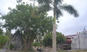 Cảnh đẹp chùa làng Phúc Nghiêm