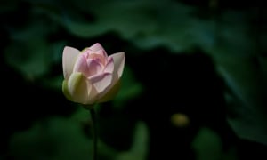 Bận rộn với sân si, giữ lại những tổn thương làm sao có được bình yên?