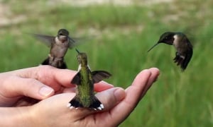 Nghề nghiệp giết hại chúng sinh chắc chắn bất lợi với chính mình