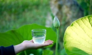 Quả theo liền với nhân
