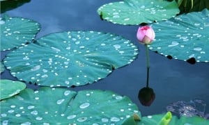Hoa sen trong bùn